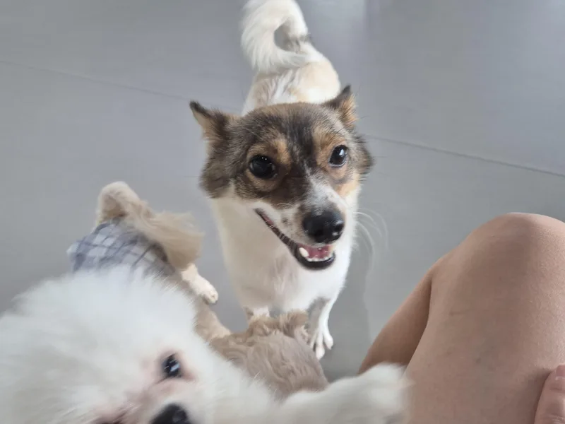 An adult small-sized female Jindo dog named Rina for adoption in DANVERS, MA