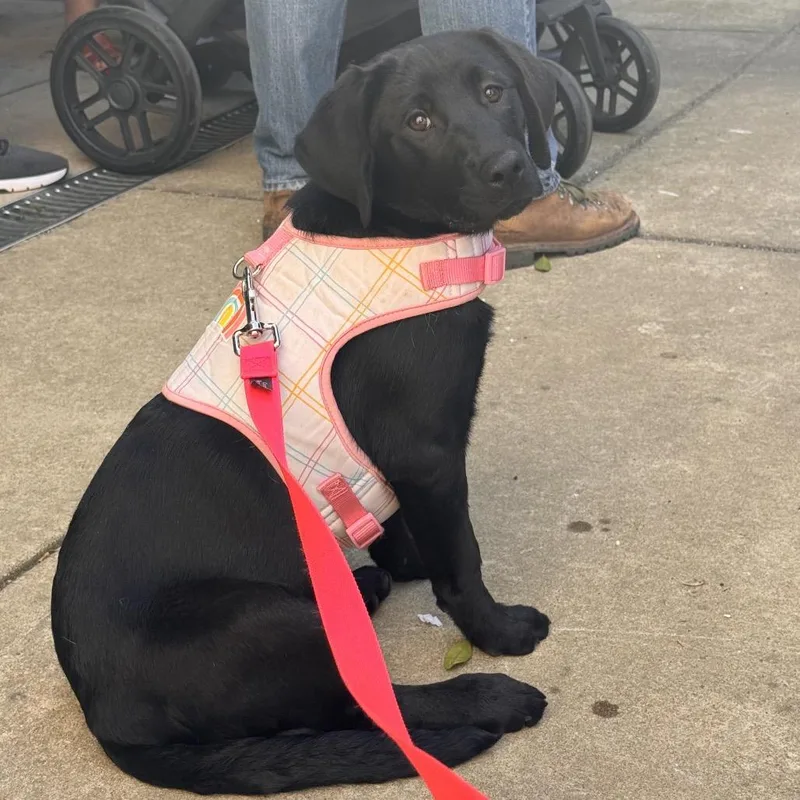 A baby medium-sized female Black Mixed Breed dog named Willow for adoption in Alabaster, AL