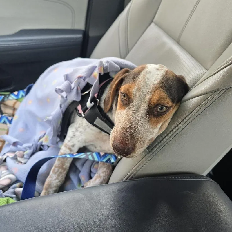 A baby medium-sized female White / Cream Dachshund dog named Moxi D for adoption in Minnetonka, MN