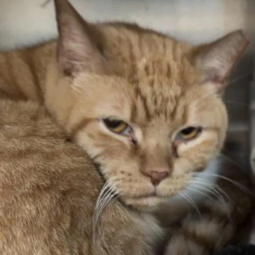 An adult medium-sized female Orange / Red Domestic Short Hair cat named Orva Wright for adoption in Tipp City, OH