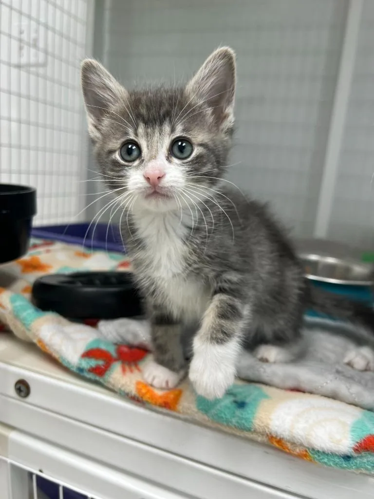 A baby small-sized female Domestic Short Hair cat named Mila for adoption in Brookings, OR