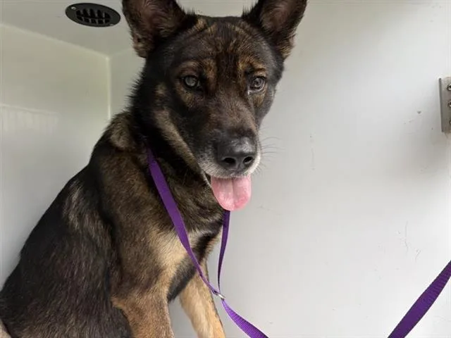 An adult large-sized male German Shepherd Dog dog named A for adoption in Houston, TX
