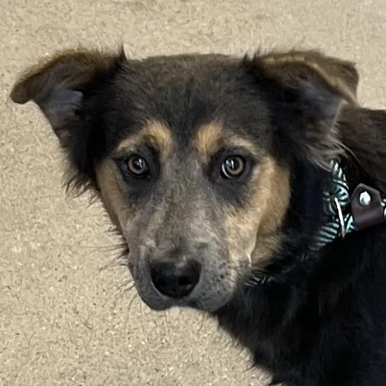 A young medium-sized female Brown / Chocolate Mixed Breed dog named Pebbles for adoption in Las Cruces, NM