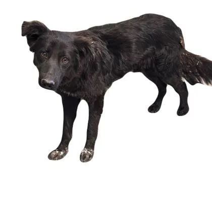 A young medium-sized male Border Collie dog named Dizzy for adoption in Red Bluff, CA