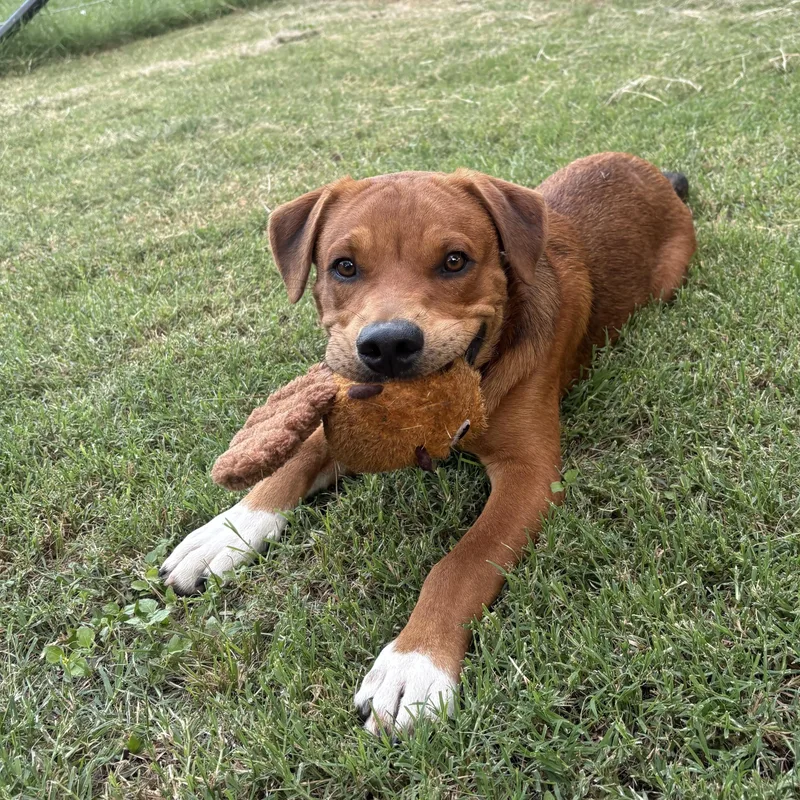 A baby medium-sized male Yellow / Tan / Blond / Fawn Labrador Retriever dog named George for adoption in Boerne, TX