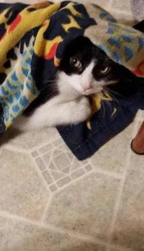 An adult medium-sized male Domestic Short Hair cat named Moo for adoption in Canal Winchester, OH