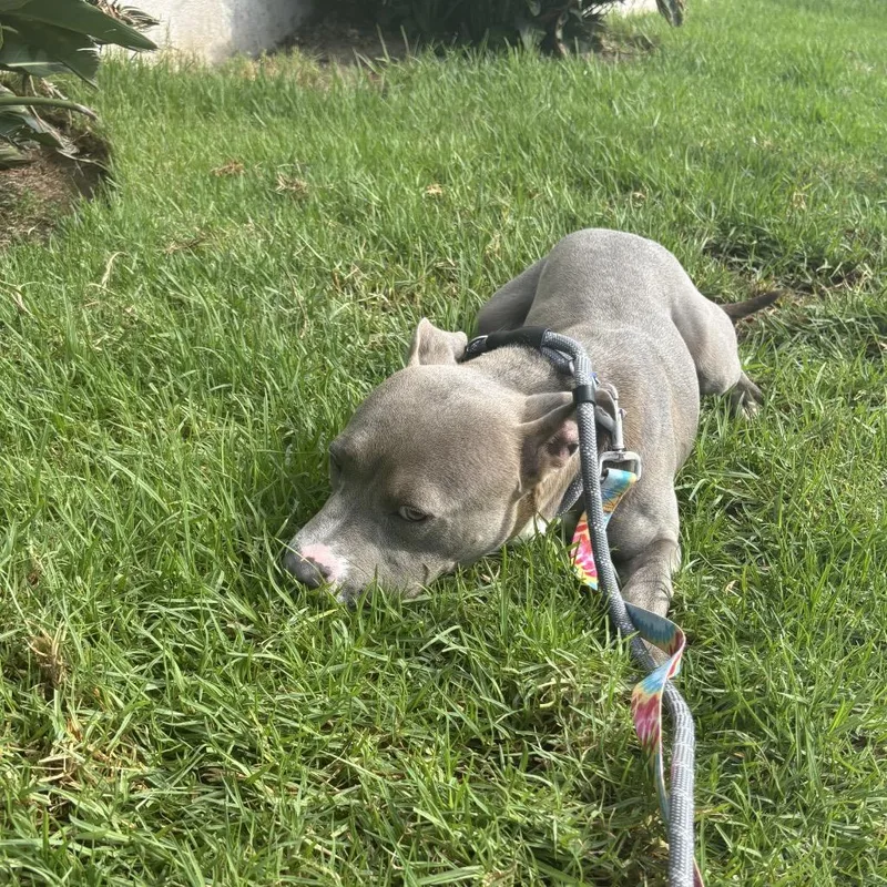 Frankie A thumbnail 2