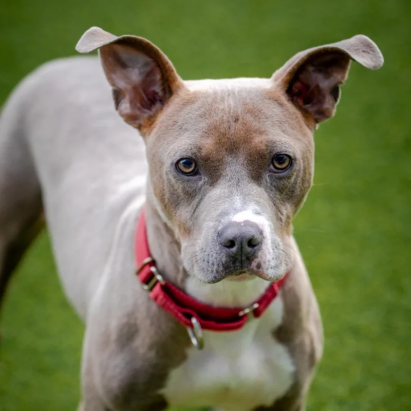 Frankie A thumbnail 3