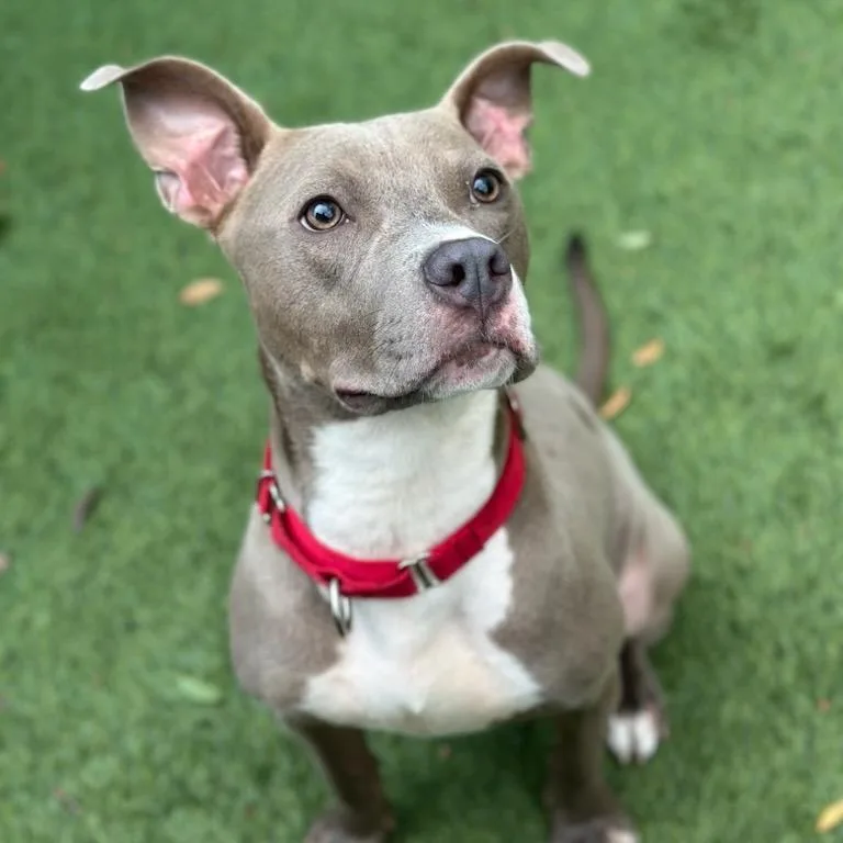 Frankie A thumbnail 4