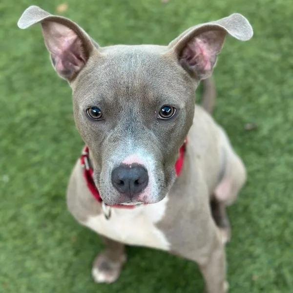 Frankie A thumbnail 5