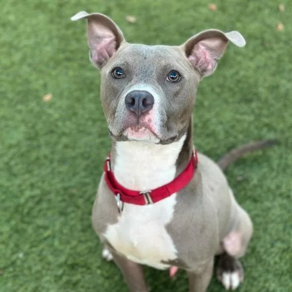 Frankie A thumbnail 6