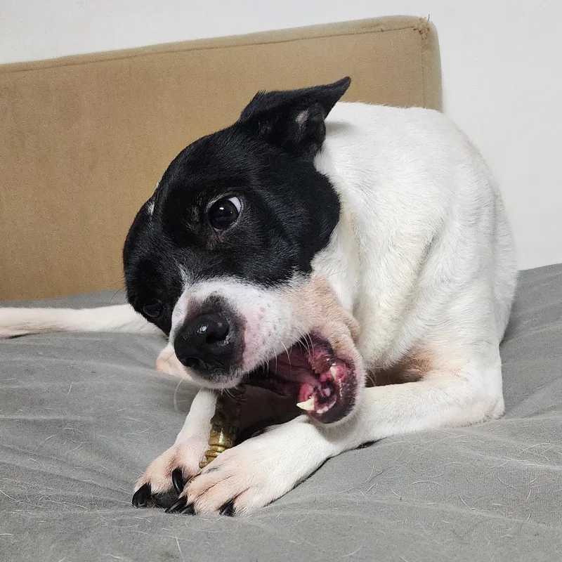 A young medium-sized female White / Cream Boston Terrier dog named Bella for adoption in Auburn, WA
