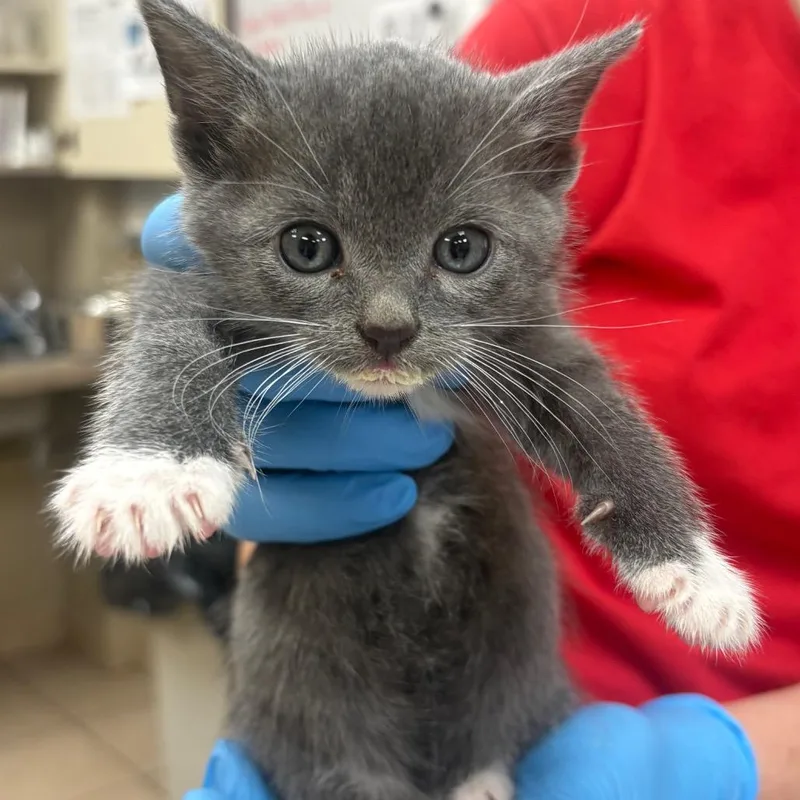 A baby small-sized female Gray / Blue / Silver Domestic Short Hair cat named Edith for adoption in Birmingham, AL