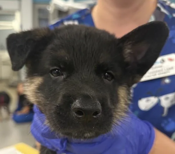 A young medium-sized male Shepherd dog named Aries for adoption in Escondido, CA