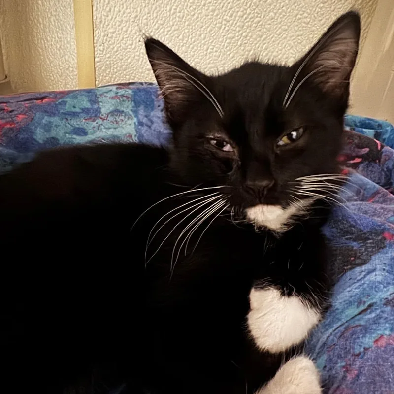 A baby small-sized male Domestic Short Hair cat named Sneakers for adoption in Defiance, OH