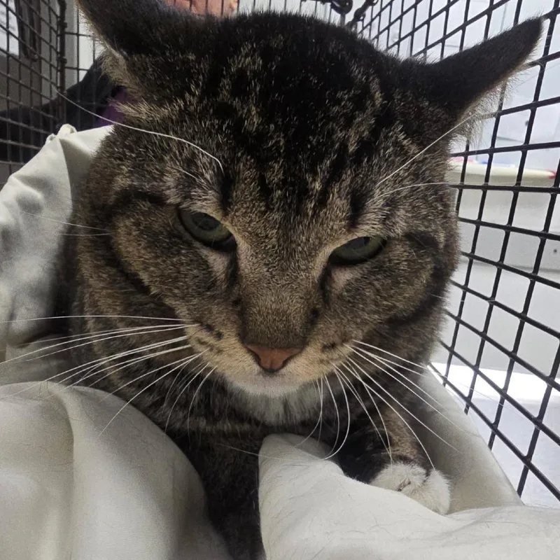 A young small-sized male Brown / Chocolate Domestic Short Hair cat named Stepdad for adoption in Los Angeles, CA