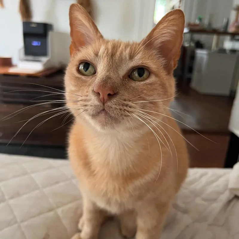 Martinelli thumbnail 2