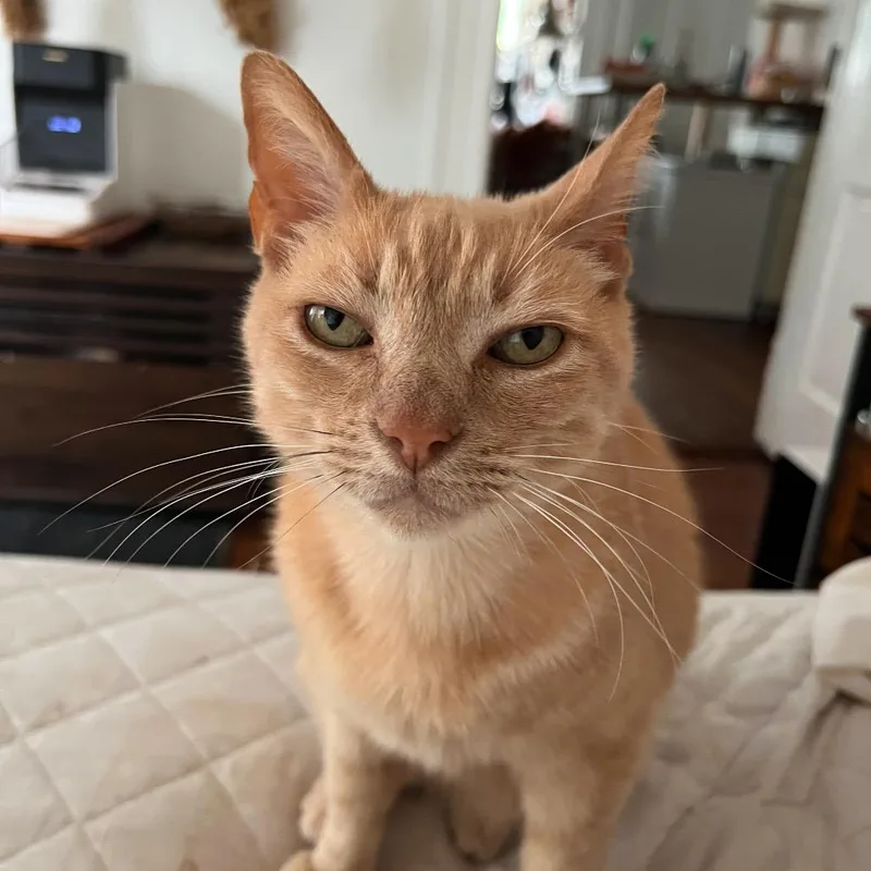 Martinelli thumbnail 3