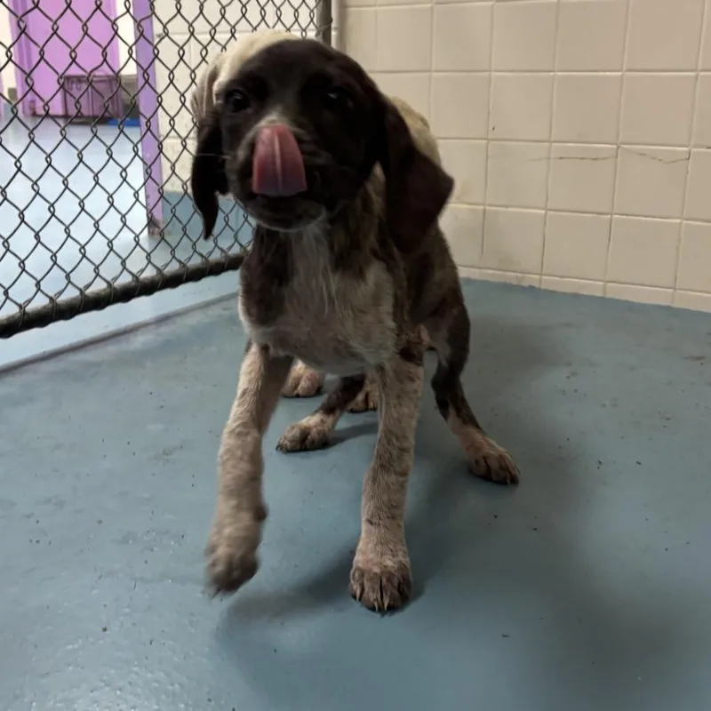 A baby medium-sized female Black Mixed Breed dog named Castle for adoption in Lufkin, TX