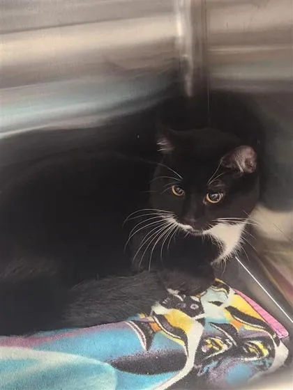 An adult small-sized male Domestic Short Hair cat named Marco for adoption in West Chester, PA