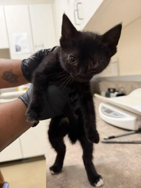 Callie