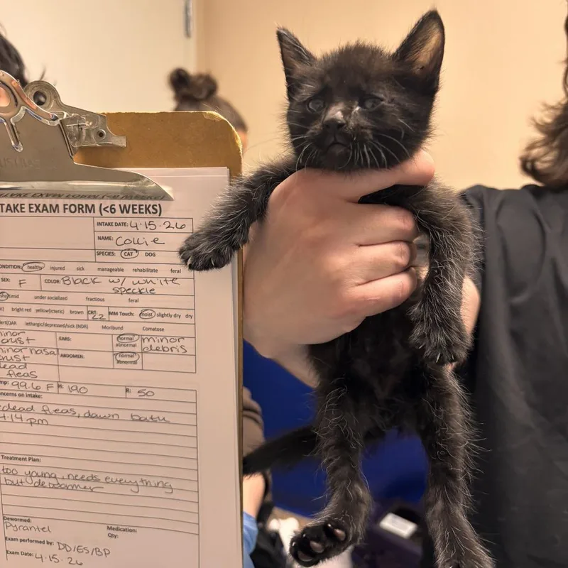 A baby small-sized female Black Domestic Short Hair cat named Collie for adoption in Tempe, AZ