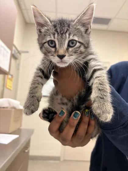 A baby small-sized male Domestic Short Hair cat named Corbin for adoption in Fishers, IN