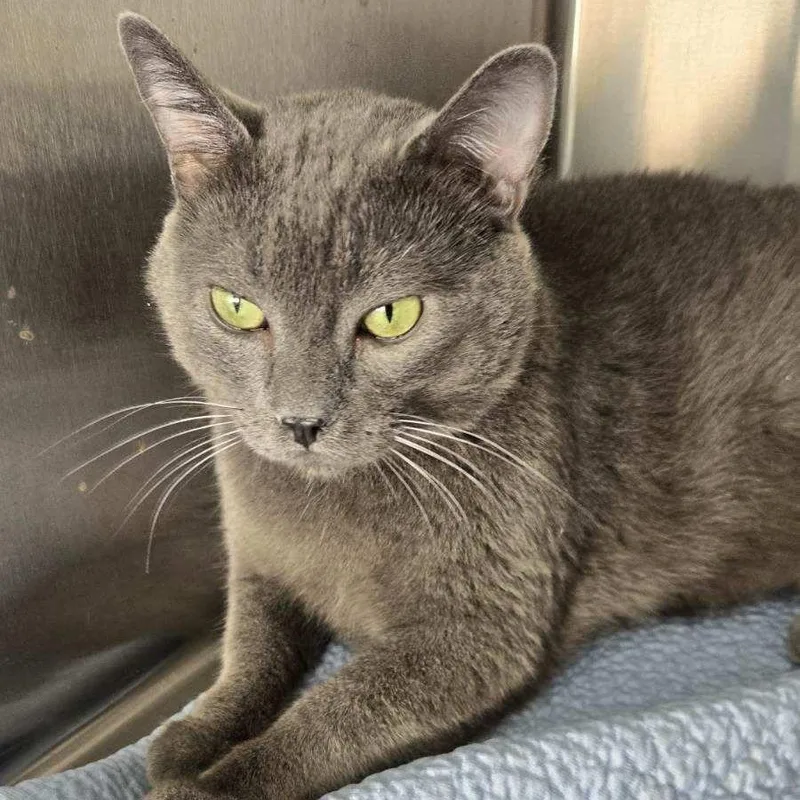 An adult medium-sized male Gray / Blue / Silver Domestic Short Hair cat named Grey for adoption in Dickinson, ND