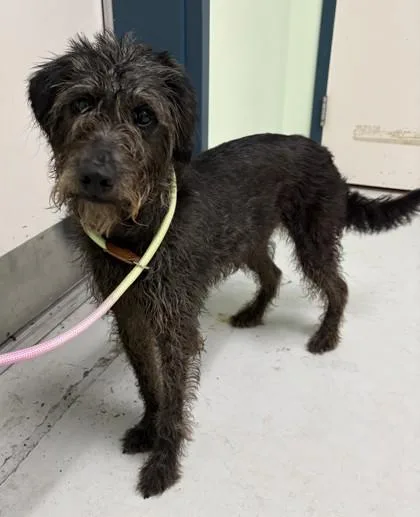 An adult medium-sized male Mixed Breed dog named Fredrick for adoption in Savannah, GA