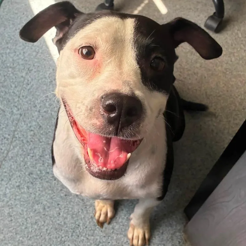 An adult medium-sized female Black American Staffordshire Terrier dog named Jolene for adoption in Colonial Heights, VA