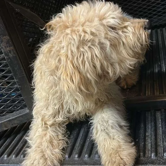 Mia