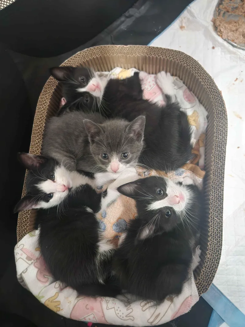 A baby small-sized female Black & White / Tuxedo American Shorthair cat named Forest Litter for adoption in Florham Park, NJ
