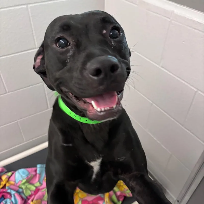 An adult medium-sized female Black Pit Bull Terrier dog named Mooch for adoption in Fort Wayne, IN