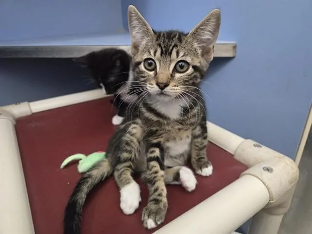 A baby small-sized female Domestic Short Hair cat named Tig for adoption in Martinez, CA