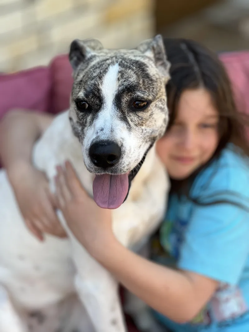 An adult medium-sized female Mixed Breed dog named Greta for adoption in Colleyville, TX