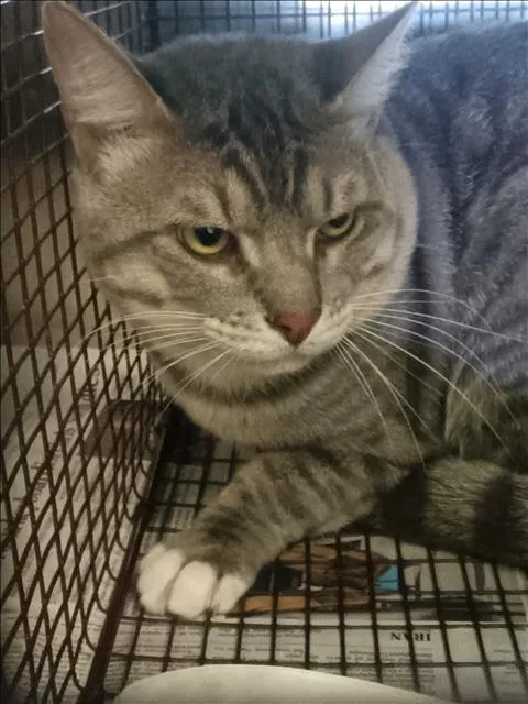 A young large-sized male Domestic Short Hair cat named Wino for adoption in Los Angeles, CA