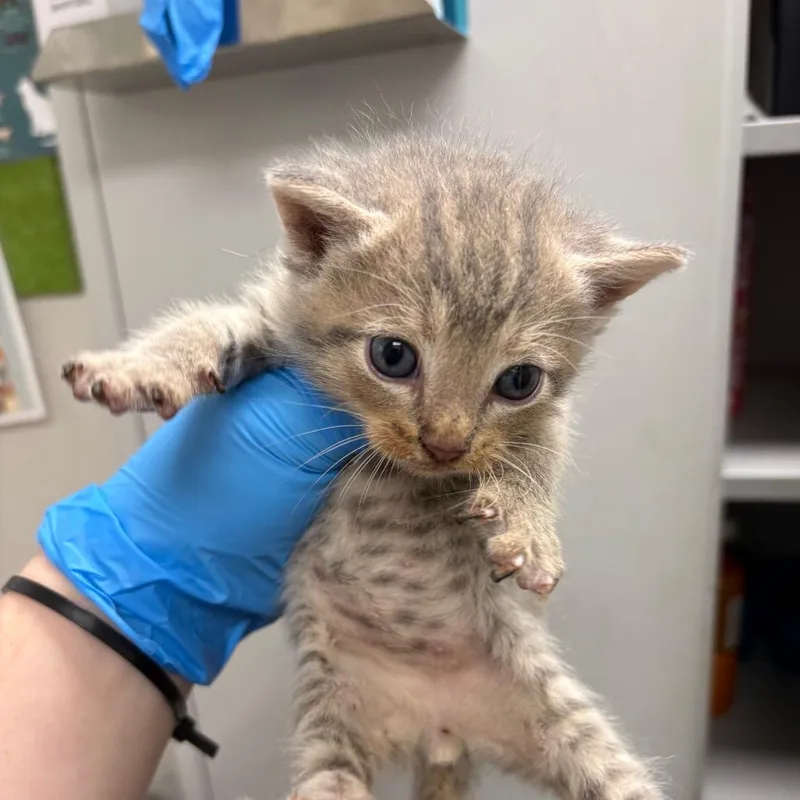 A baby small-sized male Gray / Blue / Silver Domestic Short Hair cat named Weewee for adoption in Columbiana, AL