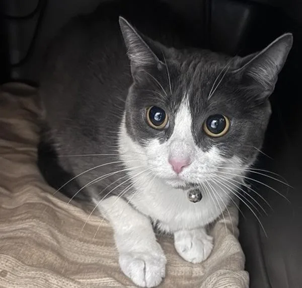 A young medium-sized female Domestic Short Hair cat named Mitten for adoption in Escondido, CA
