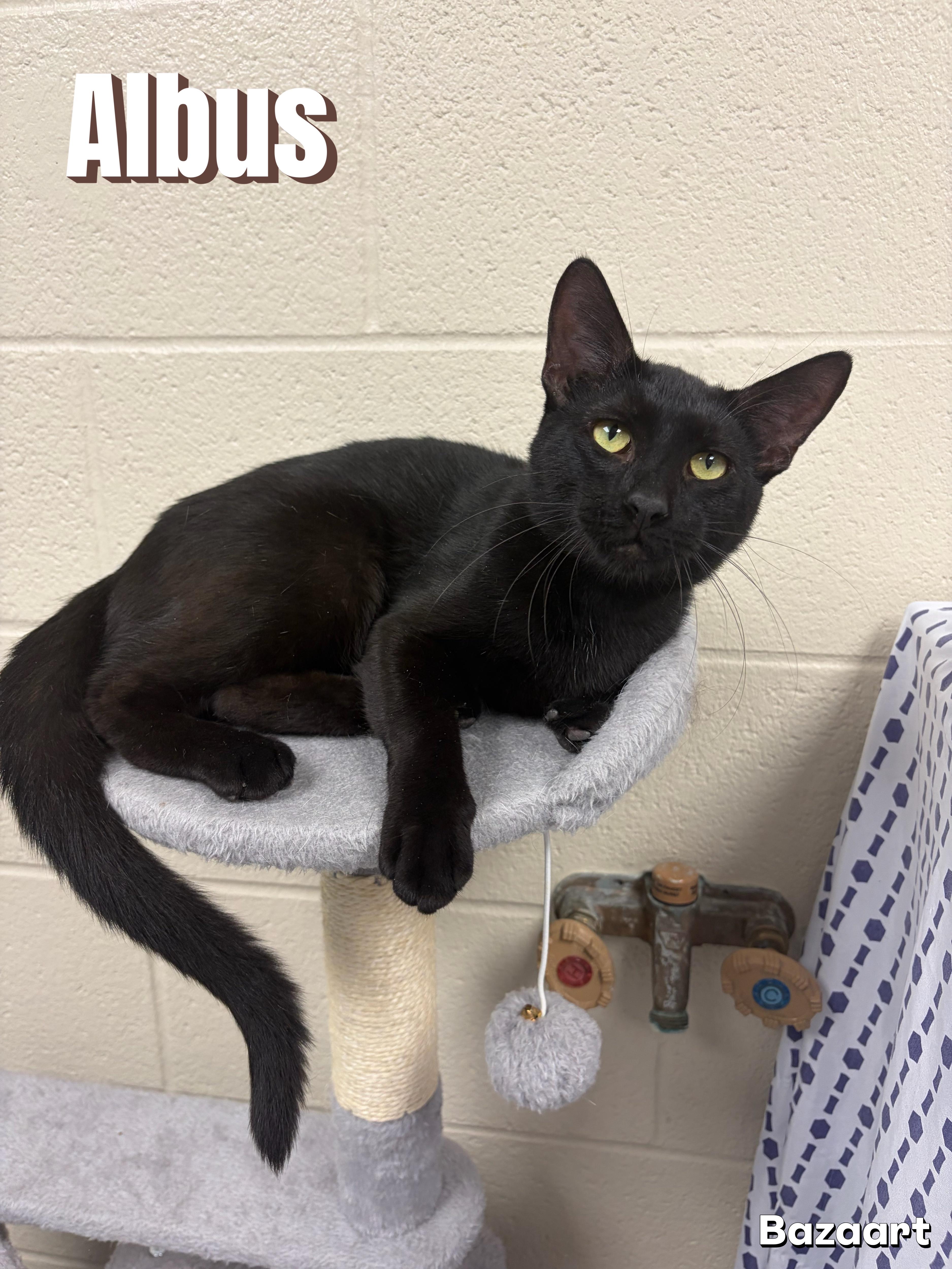 An adult large-sized male Black Domestic Short Hair cat named Albus for adoption in Valparaiso, IN