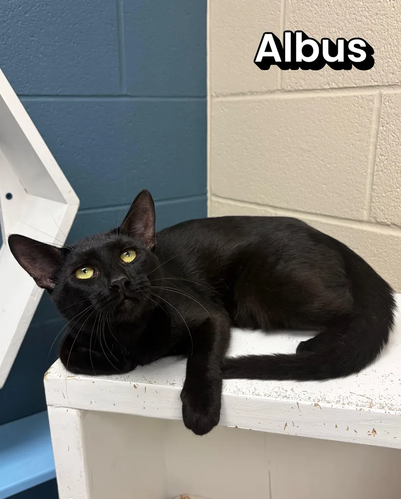 Albus thumbnail 2