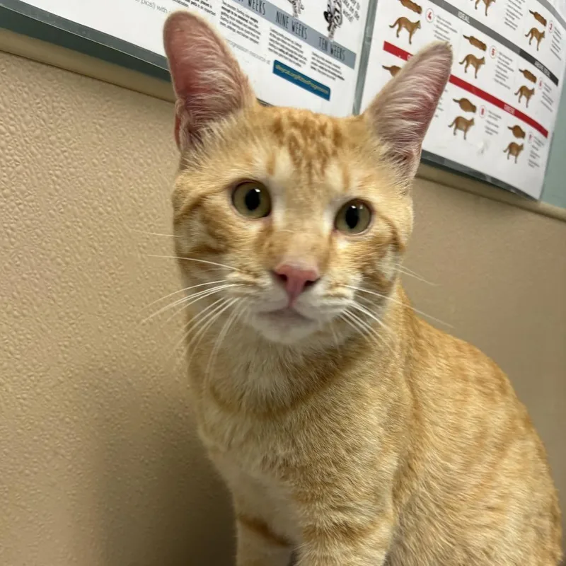 An adult large-sized male Orange / Red Domestic Short Hair cat named Texas Hold Em for adoption in Tacoma, WA