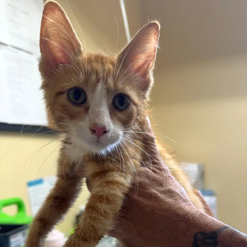 A baby small-sized male Orange / Red Domestic Short Hair cat named Bobo for adoption in Corinth, MS