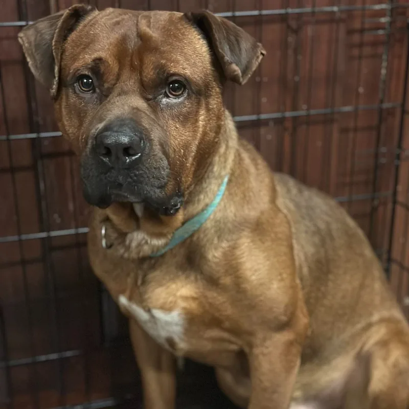 An adult medium-sized male Mixed Breed dog named Brutus for adoption in Youngstown, OH
