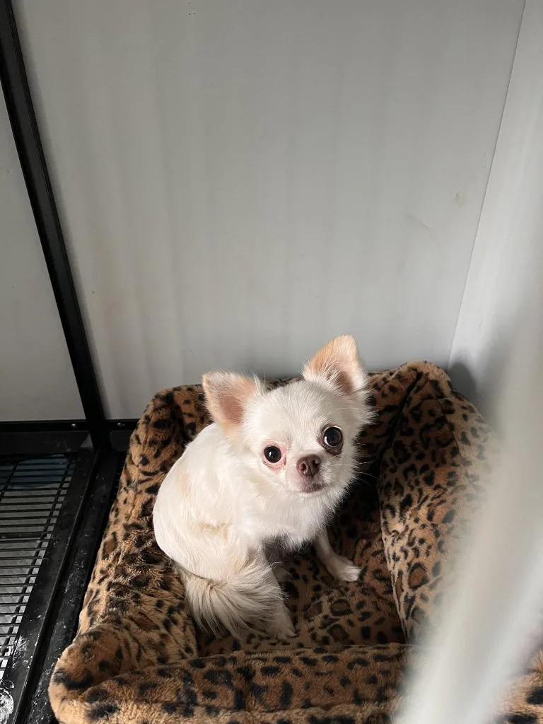 An adult small-sized female Chihuahua dog named Della for adoption in Newman, CA