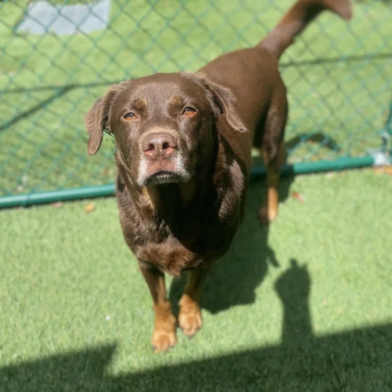 An adult medium-sized female Brown / Chocolate Labrador Retriever dog named Mama Mia for adoption in LOXAHATCHEE, FL
