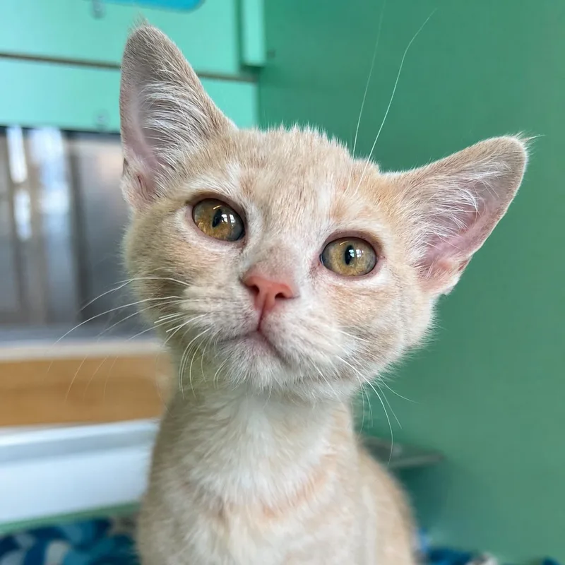 A baby medium-sized female Buff / Tan / Fawn Domestic Short Hair cat named Beni for adoption in Pontiac, MI