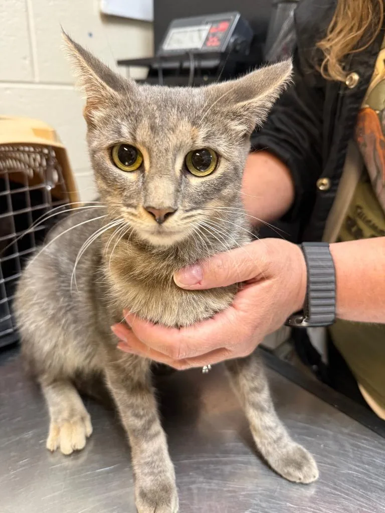 A young medium-sized female Domestic Short Hair cat named Dorothy for adoption in Rome, GA