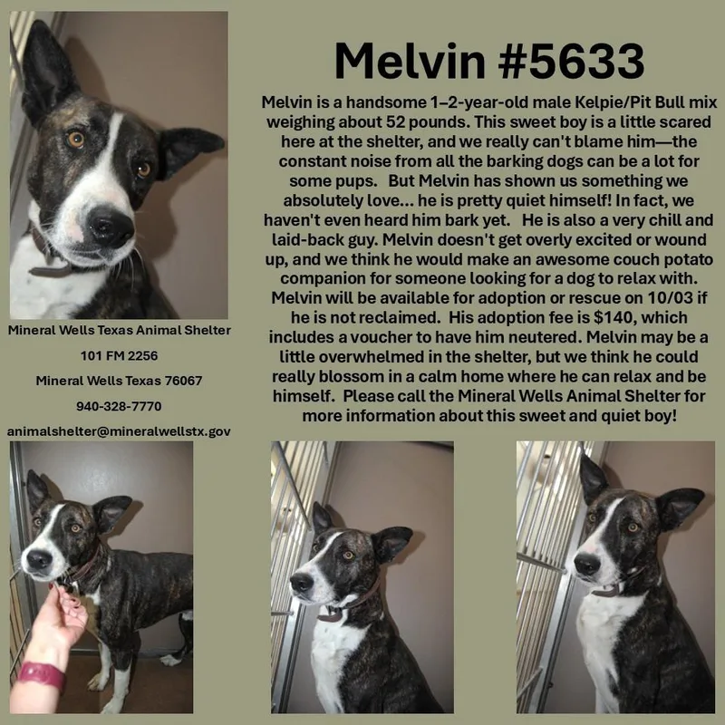 A young medium-sized male Terrier dog named Melvin for adoption in Mineral Wells, TX