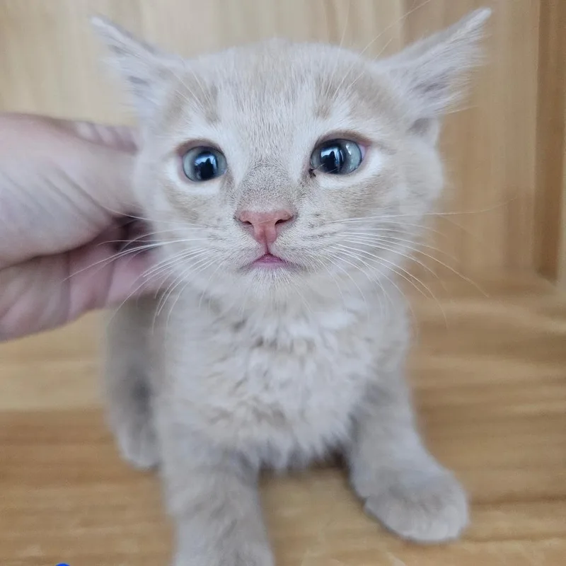 A baby small-sized female Buff / Tan / Fawn Domestic Short Hair cat named Cream Soda for adoption in Corydon, IN