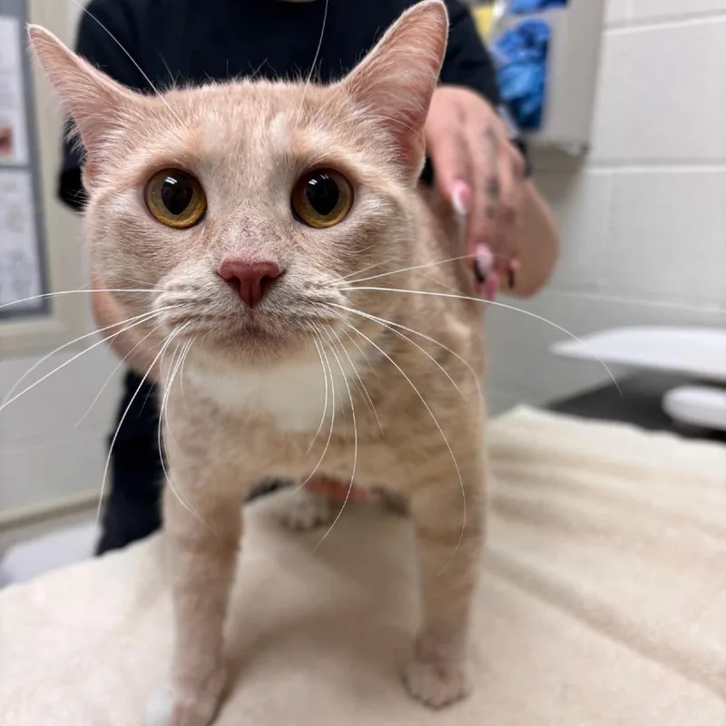 An adult large-sized female Buff / Tan / Fawn Domestic Short Hair cat named Nina for adoption in Murray, UT